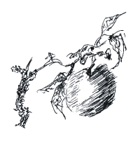 Vor dem Fall des Apfels